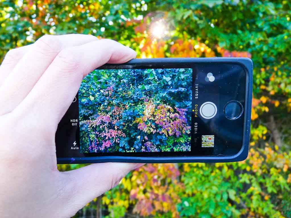 Image Of Leaves Changing Colour